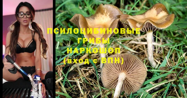 PSILOCYBIN Алзамай